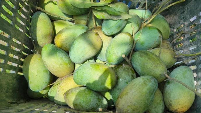 খাঁটি আম্রপালি আম - সবুজ এবং হলুদ রঙের তাজা আম