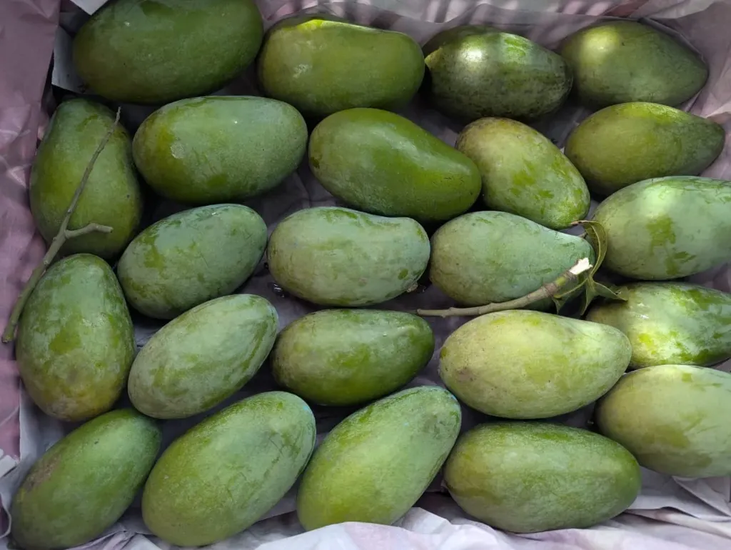 আম্রপালি আম (Amrupali Mango)