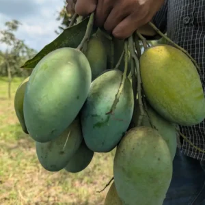 Amrapali Mango