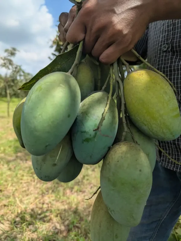 Amrapali Mango