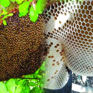 অরিজিনাল চাকের মধু