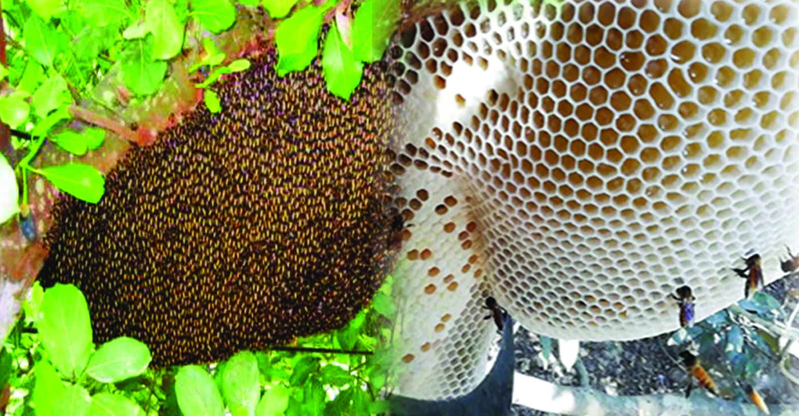 অরিজিনাল চাকের মধু