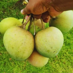 হাঁড়িভাঙ্গা আম